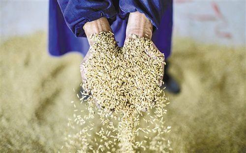 大米安全事件频出，而他们家的水稻却能全程溯源，从源头把控品质