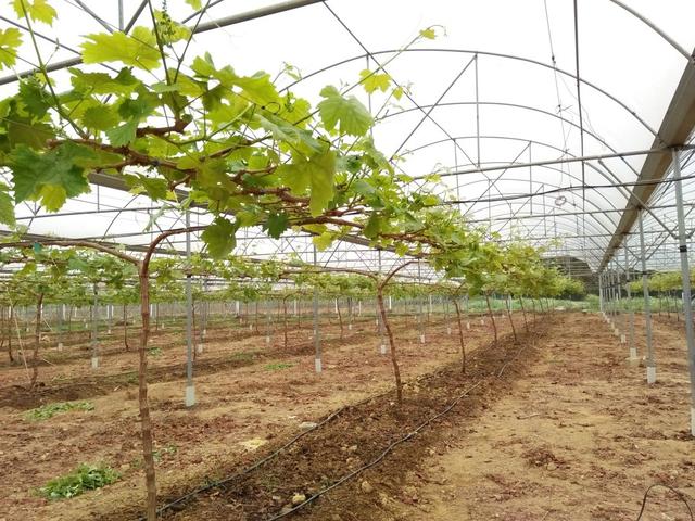 荒废了四分之三的葡萄园，竟也能为果业巨头供应优质的阳光玫瑰