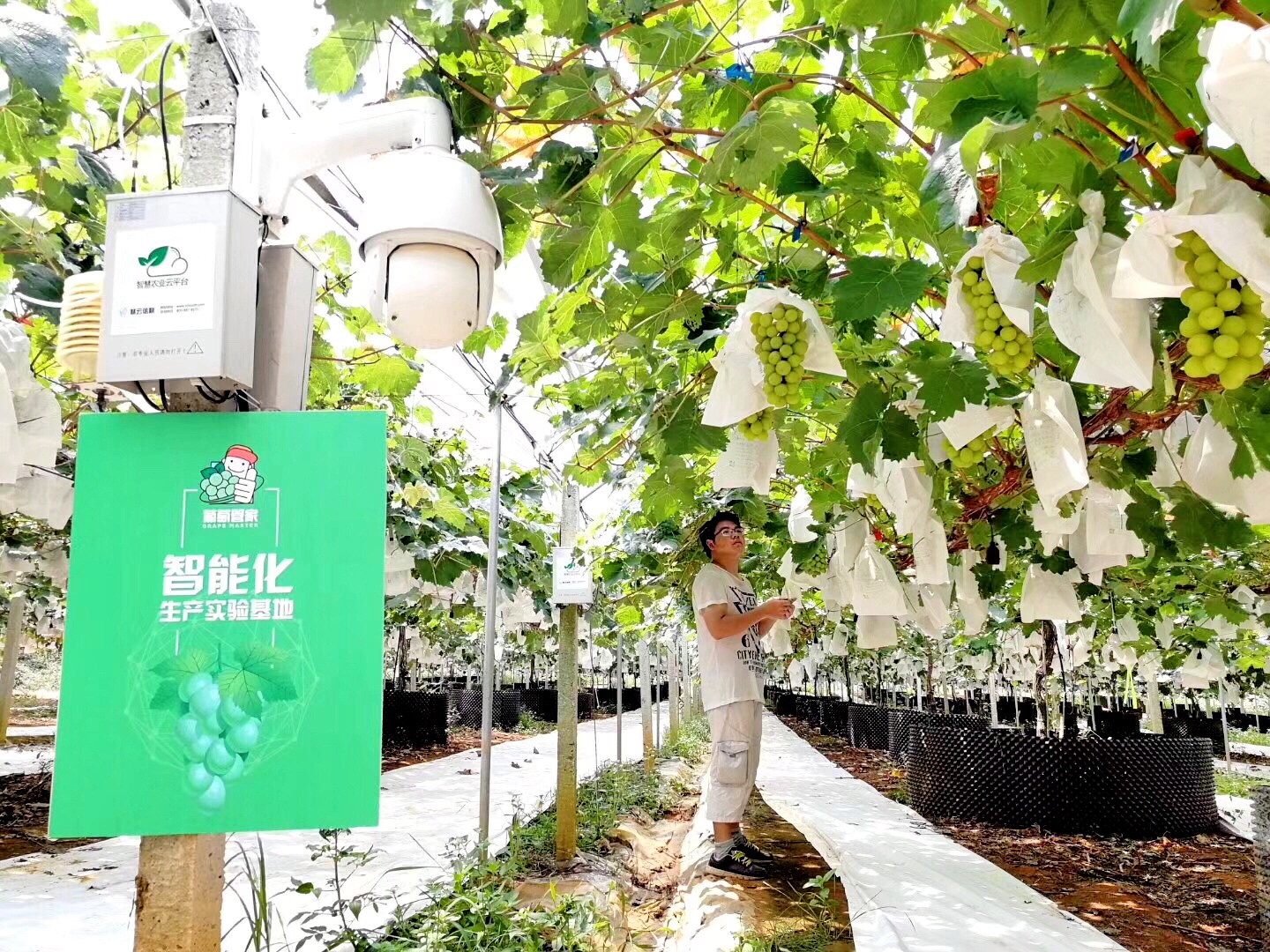天润智力生产实验基地从种到销，高品质阳光玫瑰上架香港商超