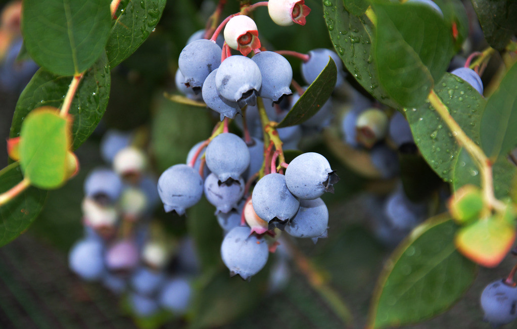 联想佳沃蓝莓种植基地携手天润智力开展标准化种植，从源头种出好产品