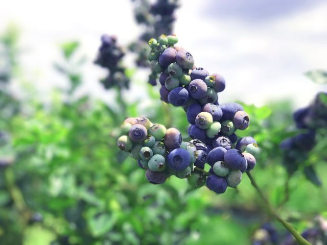 佳沃曲靖蓝莓开启农产品溯源，打造信誉品牌，赢得市场信赖
