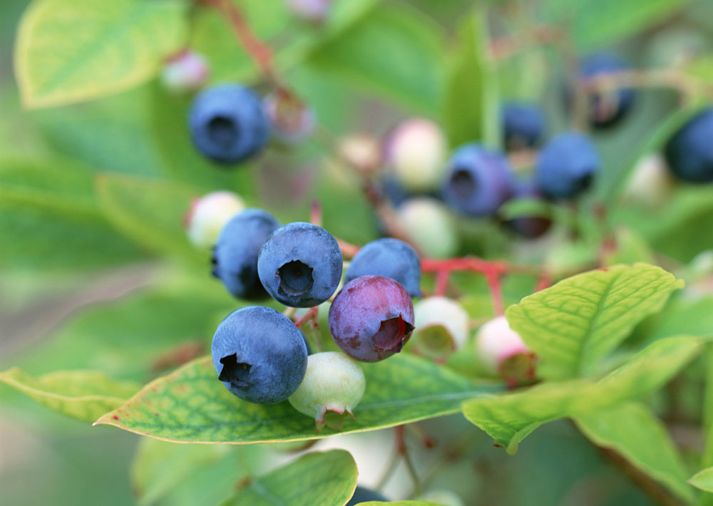佳沃曲靖蓝莓开启农产品溯源，打造信誉品牌，赢得市场信赖