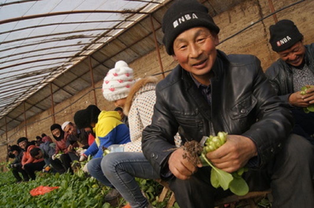 青海大通县行业级现代农业示范园，利用智慧农业实现一年四熟