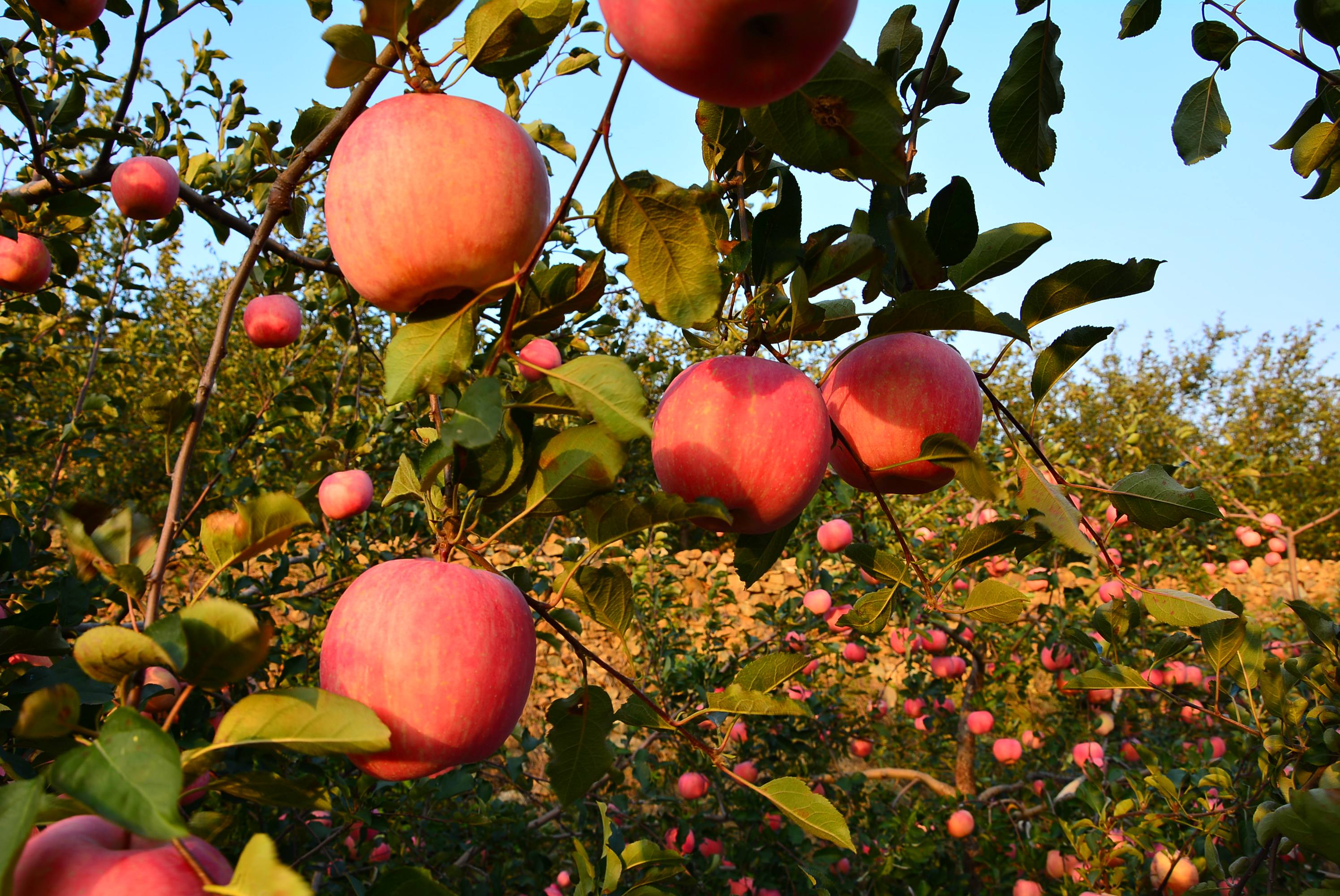 “良枝”苹果的热销背后，是对种植管理标准的恪守